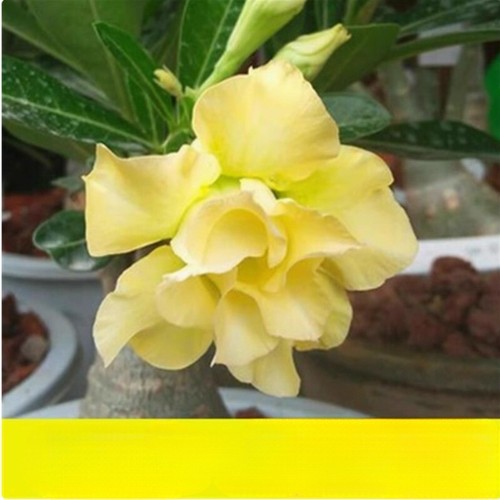 Hohe 15cm Sukkulenten Pflanzen Wurzelröhre Adenium obesum Wohndeko Blumenpflanze - Bild 1 von 4