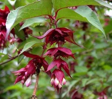 HIMALAYAN HONEYSUCKLE BUSH 201 SEEDS HARDY PERENNIAL mariesgreengarden EZ PLANT
