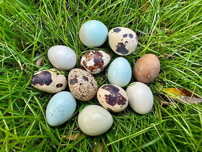 18 MIXED Jumbo Speckled & Caledon Coturnix Quail HATCHING Eggs