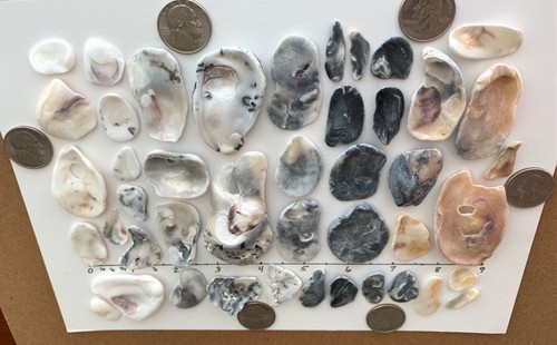 44 Natural Oyster Clam Shell pearlescent frag beach seashells jewelry craft US A - Picture 7 of 10