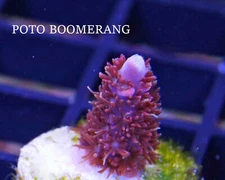 POTO BOOMERANG
