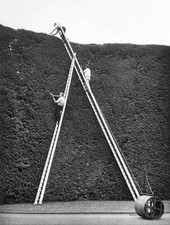Workers stand a tall ladder trim Great Green Wall a 36 foot tal- 1962 Old Photo