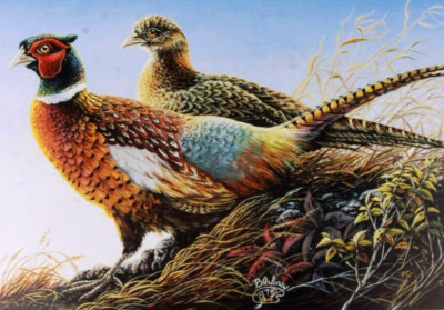 NEW Ring Neck Pheasant Open Edition Print by Donald Blakney