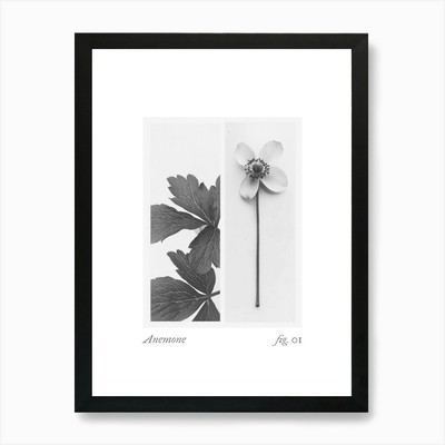 Anemone Botanical Collage 1 Art Pri Gerahmtes Wandbild Poster Leinwanddruck Bild