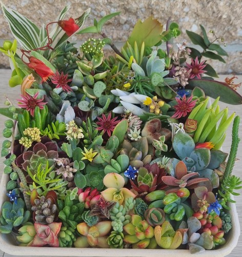 SUCCULENTS Cuttings Echeveria Sedum Senecio Collectors Colour Pack Summer Mix - Picture 4 of 15