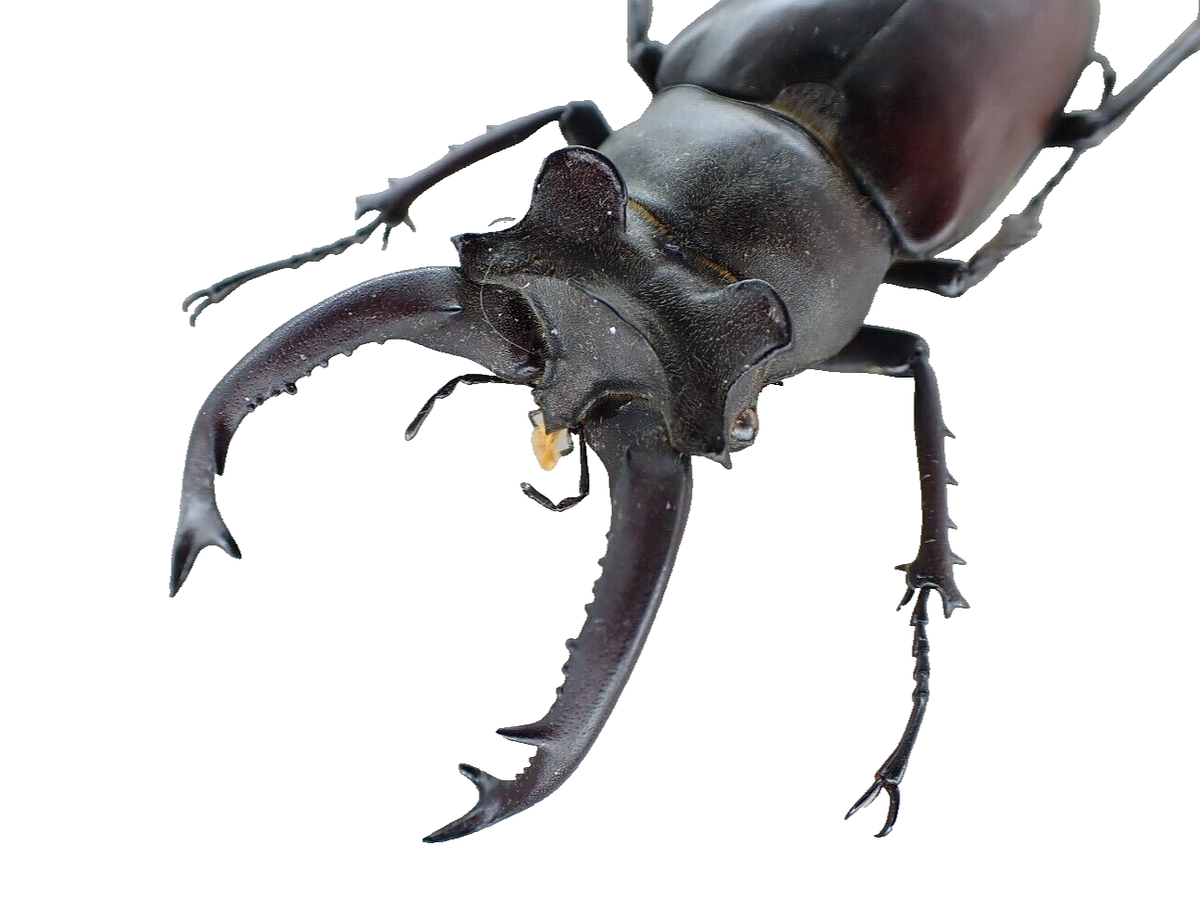 i50611. Insects, Lucanidae, Lucanus ngheanus Okuda. Vietnam. 62mm