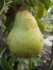 Säulenbirne 'Obelisk'