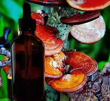 Japan Top Grade Red Reishi Mushroom Tincture Double Extract Ganoderma Ling Zhi