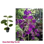 Tibouchina Grandifolia Plant in 5 gal Pot Outdoor Princess Flower for Garden