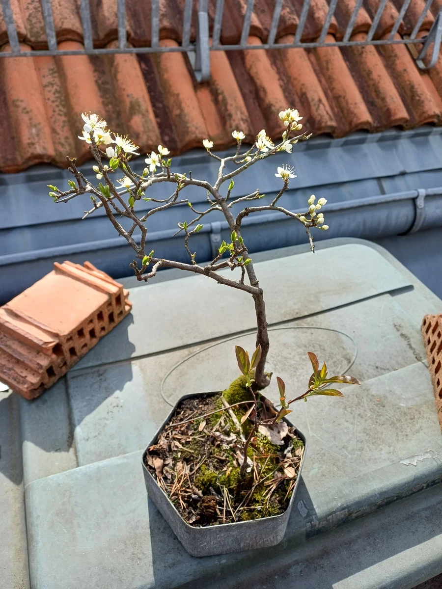 Bonsai Kirsche online kaufen | eBay.de