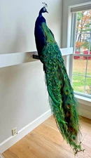 BLACK-SHOULDERED PEACOCK- NEW TAXIDERMY-BRILLIANTLY COLORED-right facing