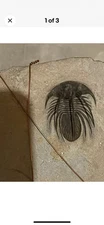 Trilobite Fosssil Kolihapeltis . Decent Quality And Size Devonian Morocco