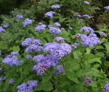 Conoclinium coelestinum HARDY AGERATUM Seeds!