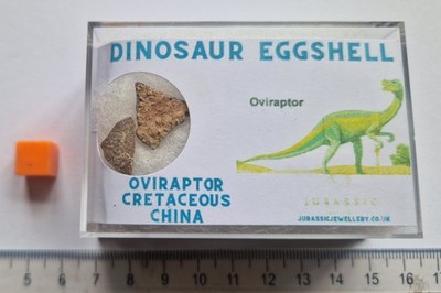 Echtes Dinosaurier Eierschalenfossil - 2 Oviraptor Eifragmente - original verpackt 