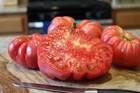 100 DELICIOUS TOMATO SEEDS FRESH HARVEST FOR GARDENS
