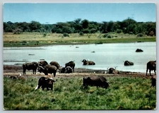 NAIROBI BUFFALOS Kazinga Channel Queen Elizabeth National Park VTG Postcard A84