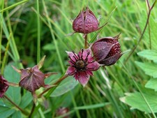 Seeds of Cinquefoil (Comarum) — 30 pcs