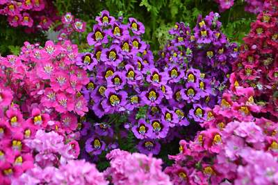 200 Mixed Colors BUTTERFLY ORCHID (Poor Mans Orchid / Angel Wings) Schizanthus W
