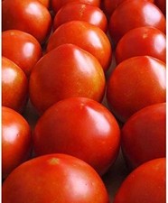 Early Girl Tomato Seeds 25 Seed age 