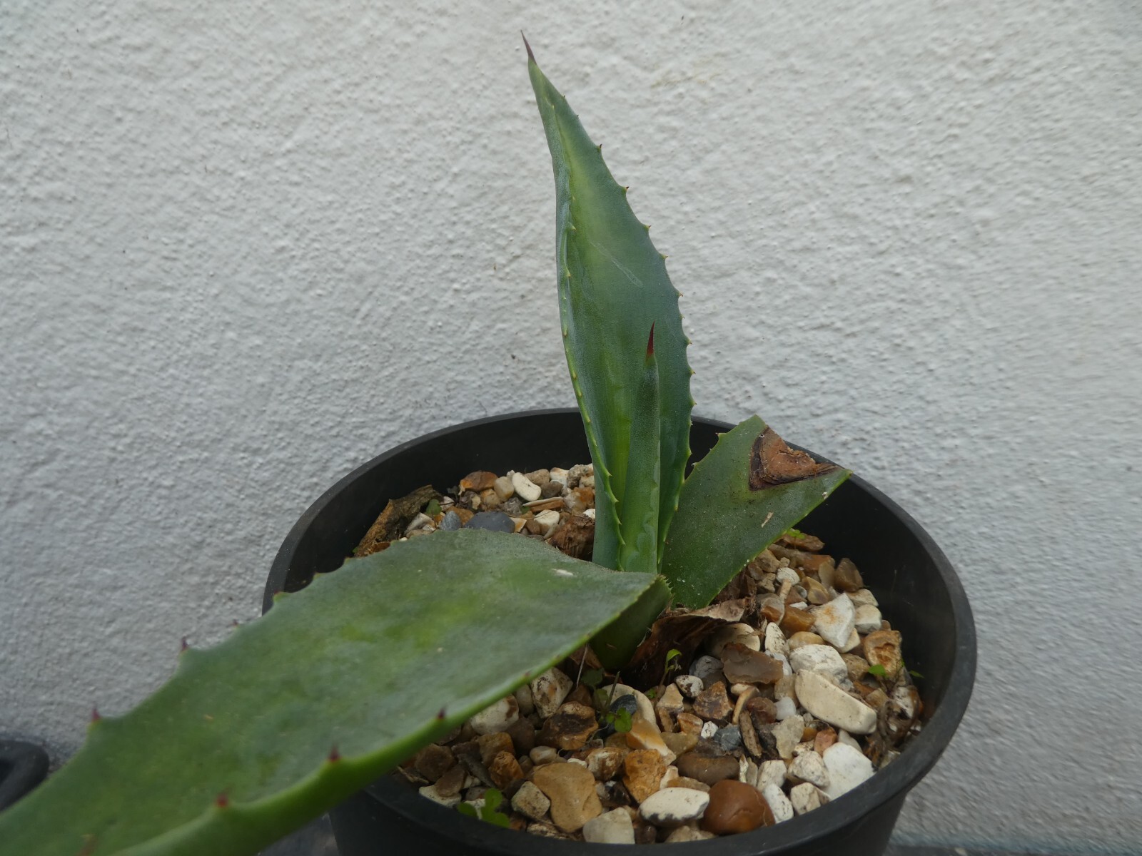 Picture 4 of 5
