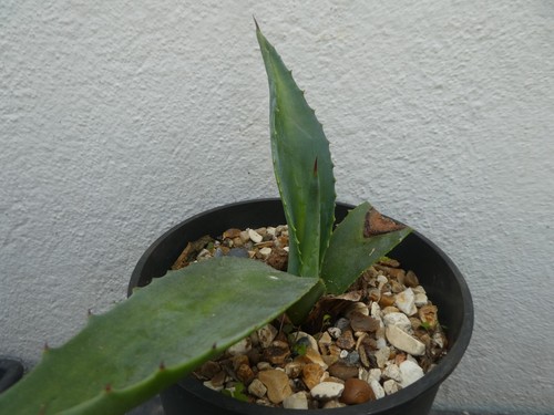 AGAVE AMERICANA, shown in 15cm pot, lovely, healthy succulent - Picture 4 of 5