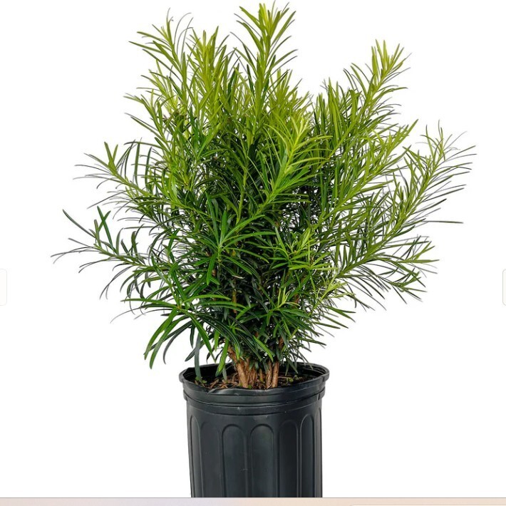 Podocarpus Macrophyllus Plant Japanese Yew Bush Maki Evergreen 3-4 Ft 3 Gal  Pot | eBay