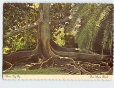 Postcard Morton Bay Fig Fort Myers Florida USA