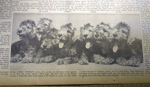 SEPT 17, 1962 NEWSPAPER PAGE #1530B- BEDLINGTON TERRIER PUPPIES- GRAND CHAMPION 