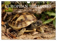 European Tortoises / Uk-Version (Wall Calendar 2027 DIN A4 Landscape), Calvendo