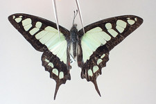 PA20523. Unmounted butterflies: Papilio sp. North Vietnam. New area!!!!!!!!!
