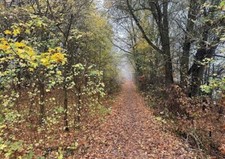 waldboden zu verkauf