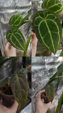 Anthurium Duo - papillilaminum Fort Sherman x Self Cutting - crystallinum