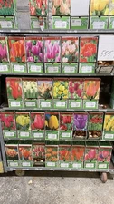 Mixed Tulips Bulbs ( 50 ) Count