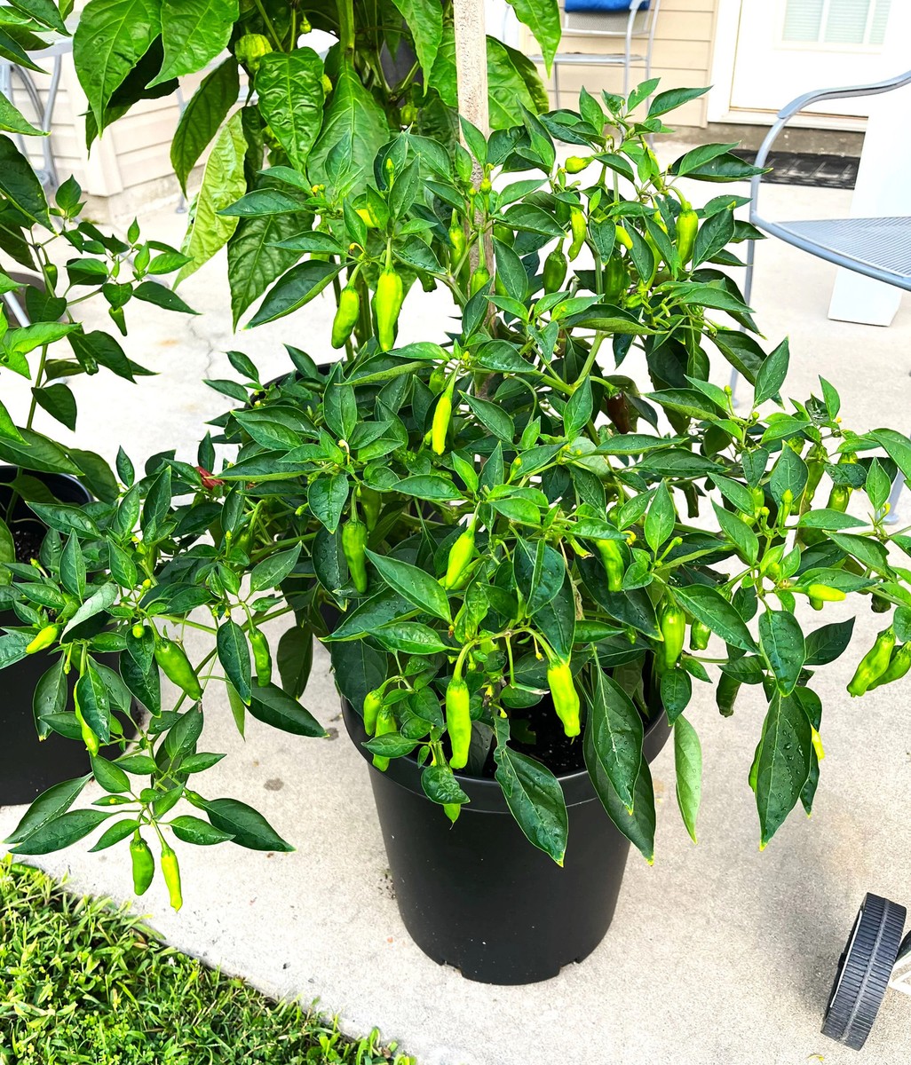 Shishito Pepper Seeds - For 2026 Planting 50 SHU Mild Green