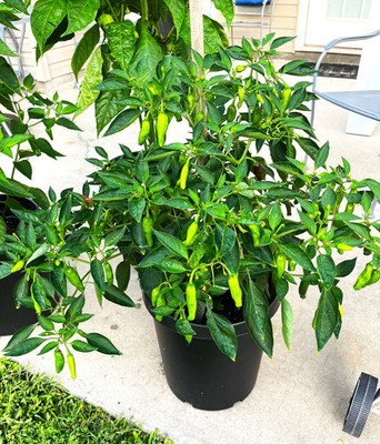 soft caress mahonia plant Mahonia Soft Caress