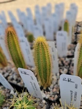 Cereus gerardi (GO 836) (cactus - succulent - plant)