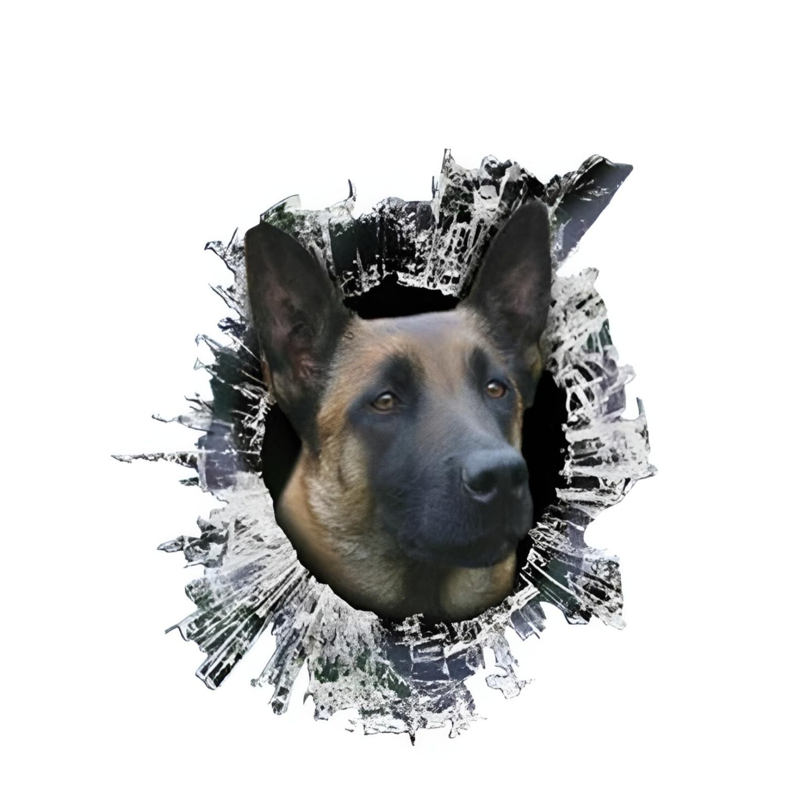 Autocollant Malinois de 25cm pour voiture vinyle haute résistance Berger Belge