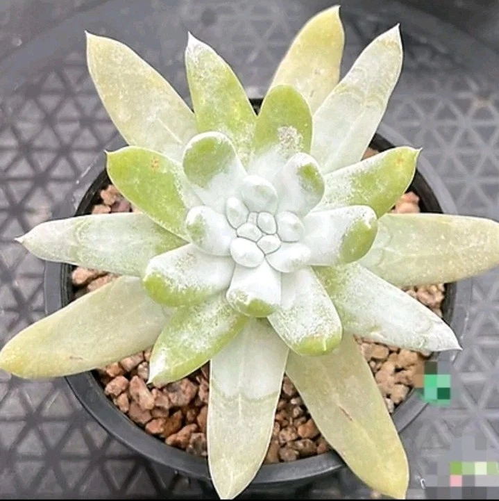 Dudleya pachyphytum 14cm Large mother plant Succulent
Opens in a new window or tab