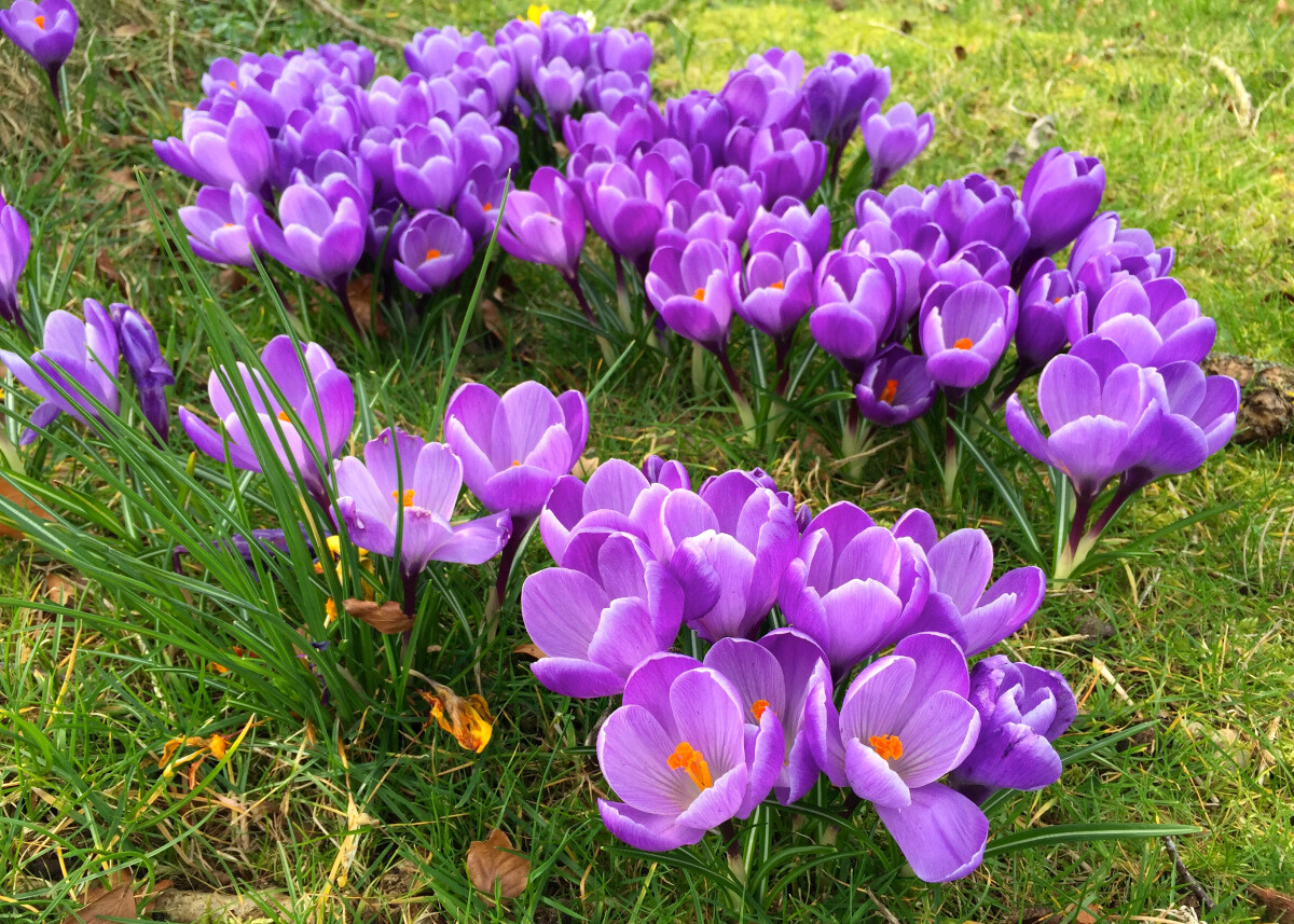 Galanthus Gardens® 50 LARGE MIXED COLOURS CROCUS BULBS eBay