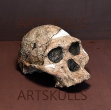 Australopithecus Africanus. "Mrs. Ples" Skull Replica