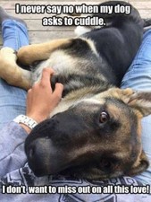 German Shepherd refrigerator magnet  2 1/2 x 3 1/2 