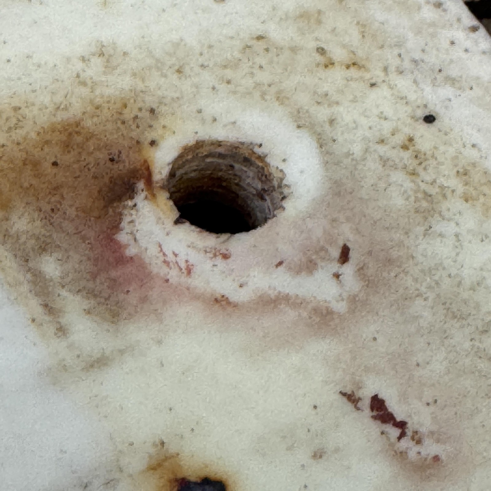 Vintage Strada Variflex BMX Scooter Deck Freestyle 1980s Foot Plate 4 Hole