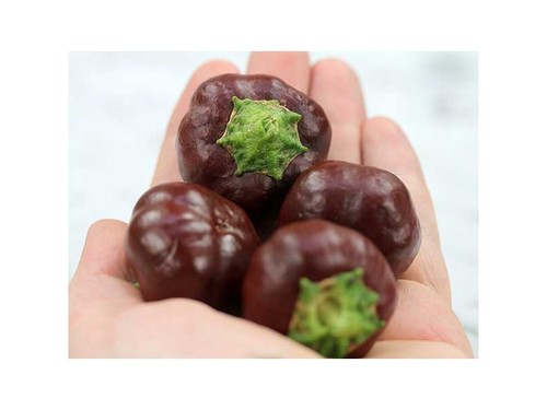 SWEET PEPPER MINI BELL CHOCOLATE 100 FINEST SEEDS - Picture 4 of 4