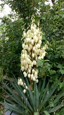 Multi Headed YUCCA GLORIOSA ADAMS NEEDLE  PLANT 3 litre pot like filamentosa