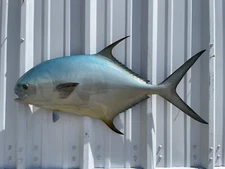 35" Permit Half Mount Fish Replica - Quick Production