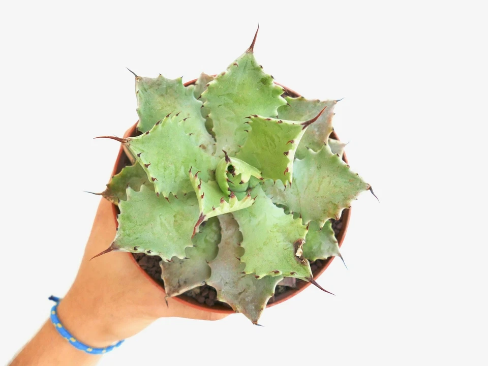 Agave verschaffeltii PALE GREEN clone 19ZA ex Thailand no variegated - Image 4 of 4