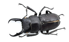 Lucanidae, Macrodorcas (Dorcus) rectus rectus, A2, 33 mm, Zhejiang, #LD394