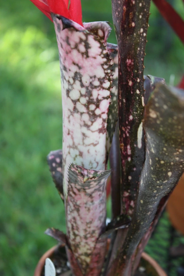 Lote mezcla 8 bromelias surtidas PEQUEÑAS PLANTAS NEOREGELIA VRIESEA BILLBERGIA CACHORROS Foto 3 de 4