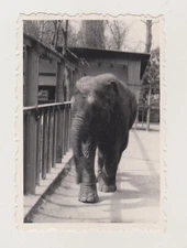 Cry of the Wild is ZOO - but Still Joyful Young Elephant Unusual Snapshot Photo
