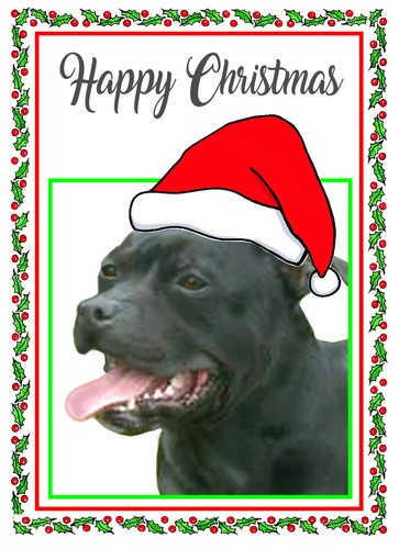 STAFFY BULL TERRIER CANE CAPPELLO BABBO NATALE QUALITÀ LUCIDO CARTOLINA NATALE 8"x 6" POSTA GRATIS - Foto 1 di 2